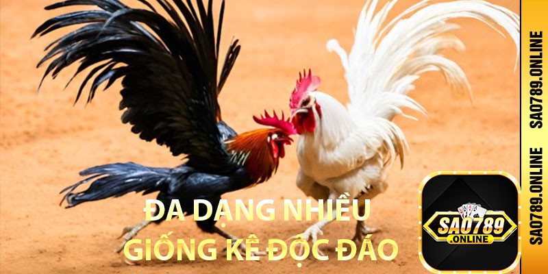 Đa dạng nhiều giống kê độc đáo