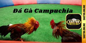 Thông tin sơ lược chi tiết về đá gà Campuchia
